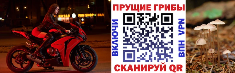 Галлюциногенные грибы Cubensis  Бирюч 
